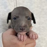 イタリアングレーハウンド