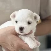 マルチーズ