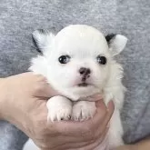 チワワ(ロング)