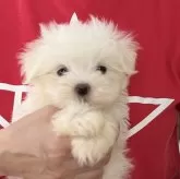 マルチーズ