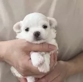 マルチーズ