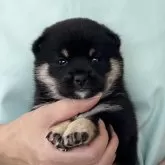 豆柴