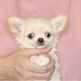 チワワ(ロング)