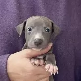 イタリアングレーハウンド