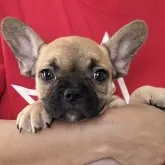 フレンチブルドッグ