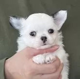 チワワ(ロング)