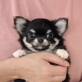 チワワ(ロング)