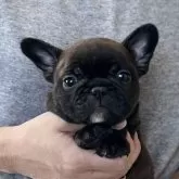 フレンチブルドッグ