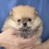 ポメラニアン