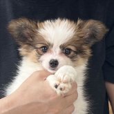 パピヨン