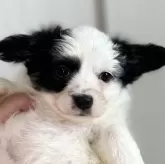 パピヨン