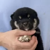 豆柴