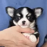 チワワ(ロング)