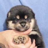 柴犬(豆柴)