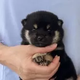 豆柴