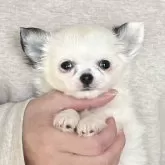 チワワ(ロング)