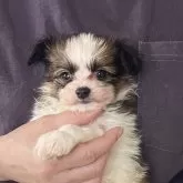 パピヨン