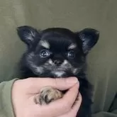 チワワ(ロング)