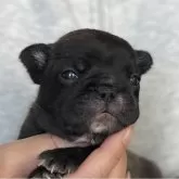 フレンチブルドッグ