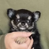 チワワ(ロング)