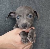 イタリアングレーハウンド