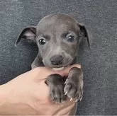 イタリアングレーハウンド