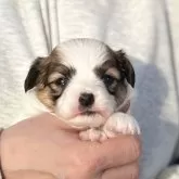 パピヨン