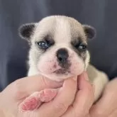 フレンチブルドッグ