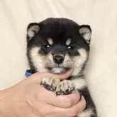 豆柴