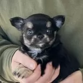 チワワ(ロング)