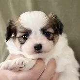 パピヨン