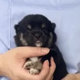 豆柴