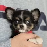 チワワ(ロング)【愛知県・女の子・2024年11月7日・ブラックタン&ホワイト】の写真1