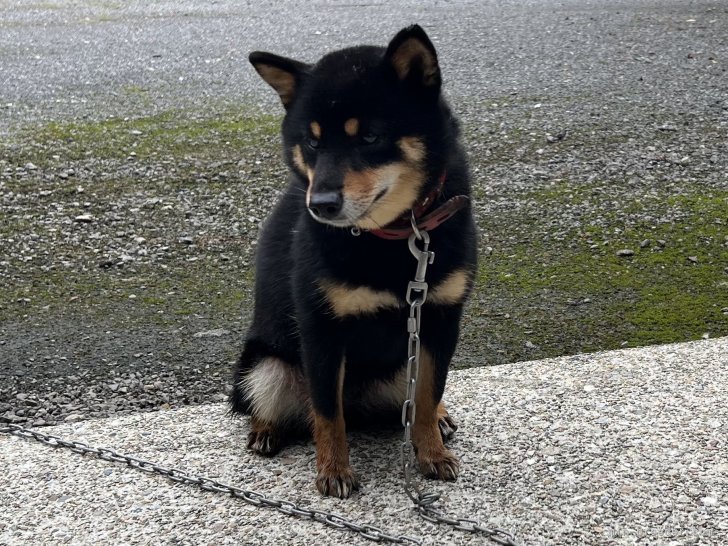 豆柴【・女の子・2021年7月31日・黒色】