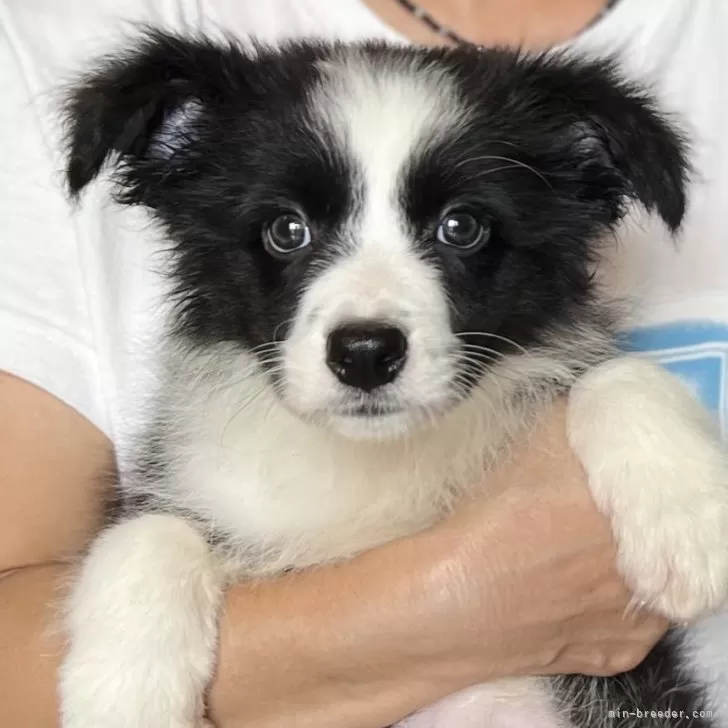 ID:2408-03940の子犬