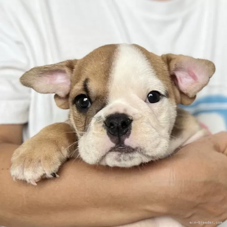 ID：2407-06875の子犬