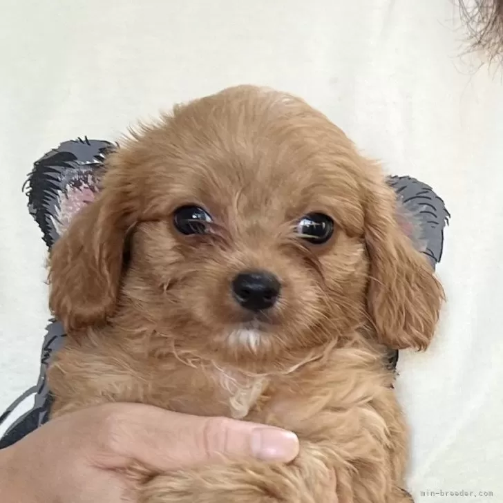 ID：2409-02693の子犬