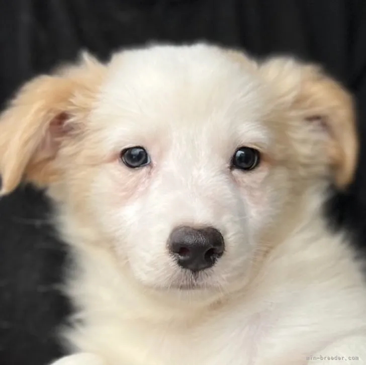 ID：2306-04651の子犬