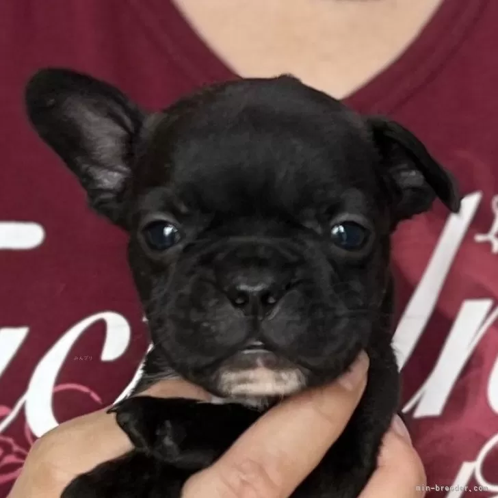 ID:2410-02582の子犬