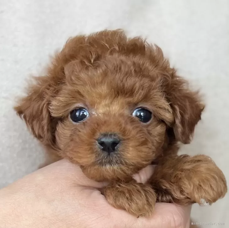 ID：2403-04591の子犬