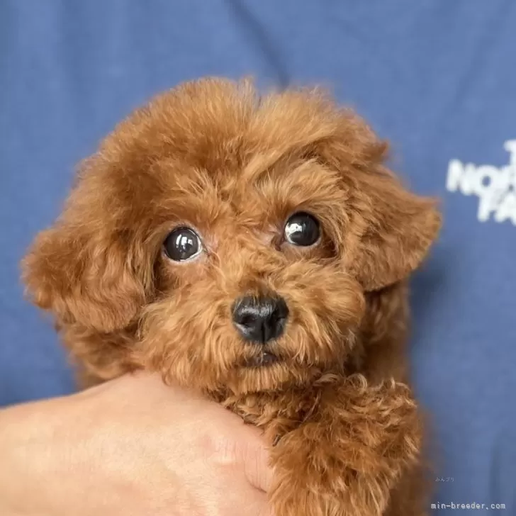 N.T 様のお迎えした子犬