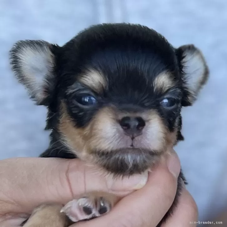 ID：2405-00956の子犬