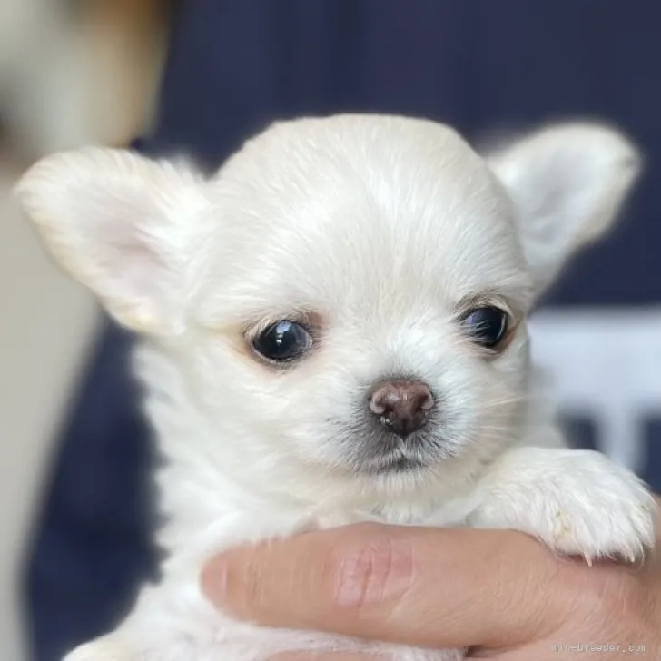 ID：2305-02298の子犬