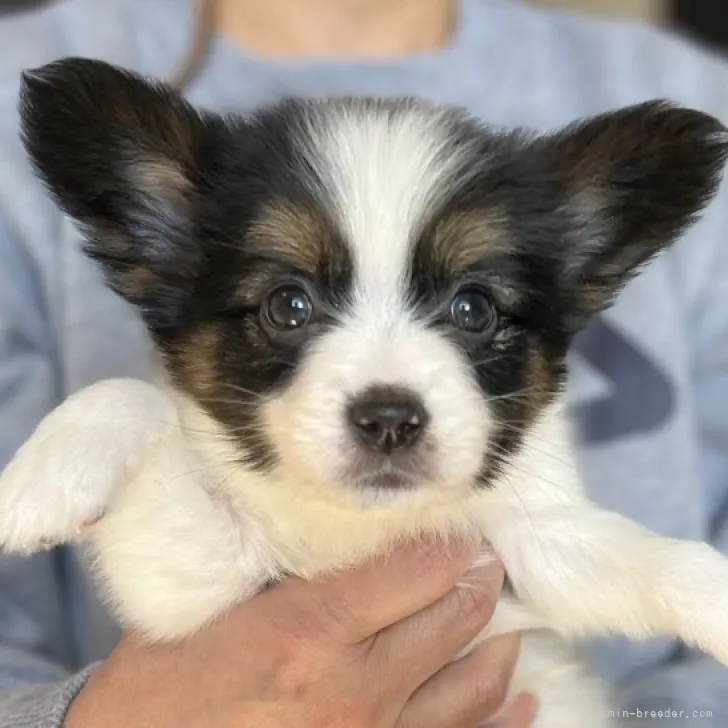 ID：2302-00411の子犬