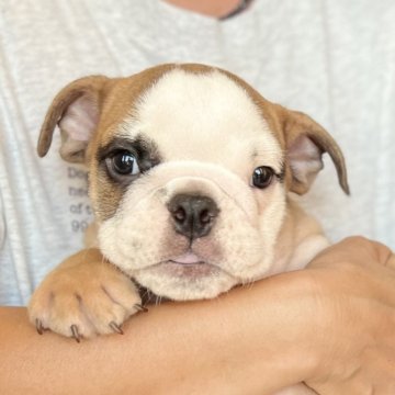 ブルドッグ【愛知県・男の子・2024年7月5日・レッド&ホワイト】の写真「キリッとしてるイケメン」