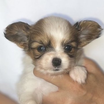 パピヨン【愛知県・女の子・2023年8月15日・ホワイト&レッドセーブル】の写真「つぶらな瞳がかわいい✨」