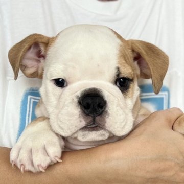 ブルドッグ【愛知県・男の子・2024年7月5日・レッド&ホワイト】の写真「イケメンくんです✨」