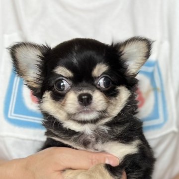 チワワ(ロング)【愛知県・男の子・2024年5月26日・ブラックタン&ホワイト】の写真「マロ眉が可愛い男の子⭐️」
