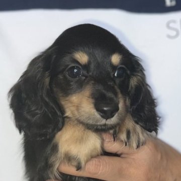 ミニチュアダックスフンド(ロング)【愛知県・女の子・2023年8月2日・ブラックタン】の写真「10月9日までの限定販売☘️まろ眉が可愛いです。💕」