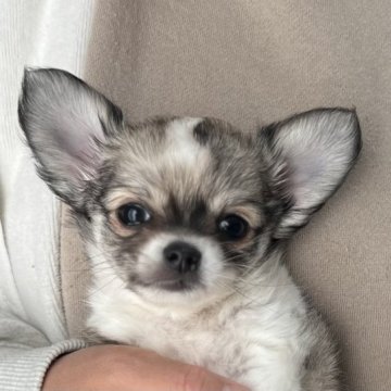 チワワ(ロング)【愛知県・男の子・2023年9月14日・フォーン&ホワイト】の写真「つぶらな瞳がかわいい🌟」